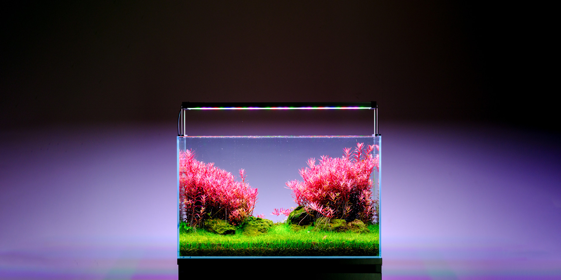 A planted tank photographed four months after installing the Twinstar Light 600SA 4th generation.