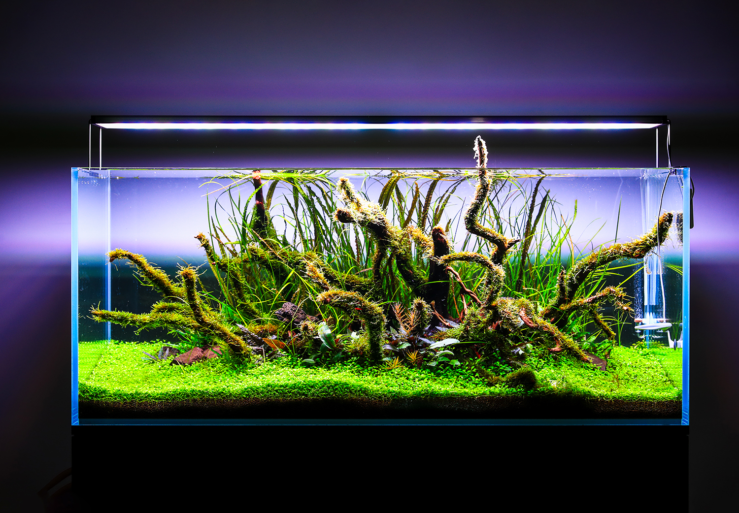 Aquascaping in testing after the installation of the Twinstar Light 1200SA 4th generation.
