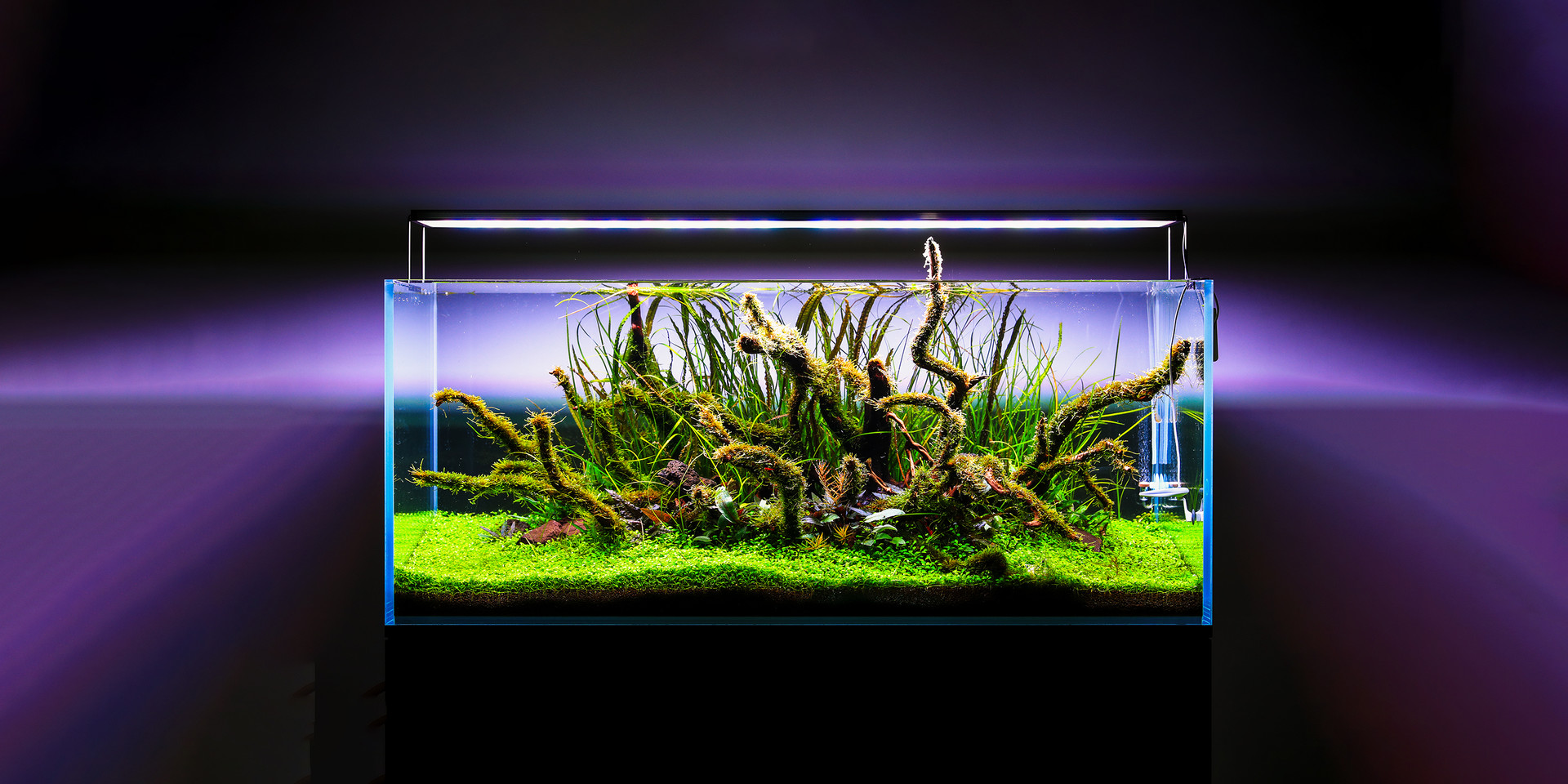 Aquascaping in testing after the installation of the Twinstar Light 1200SA 4th generation.