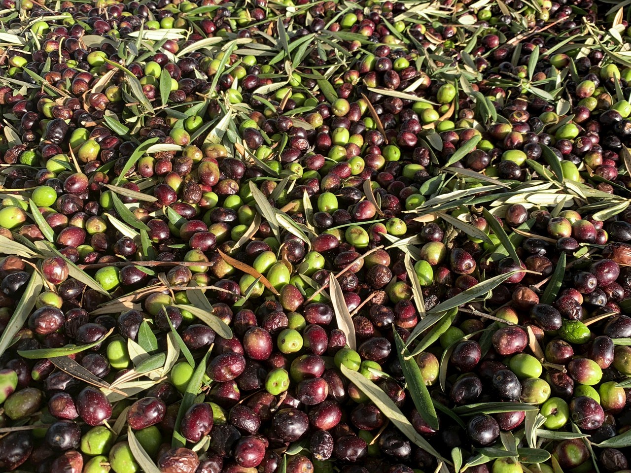 ACUSHLA ORGANIC OLIVE OIL GOLD EDITION