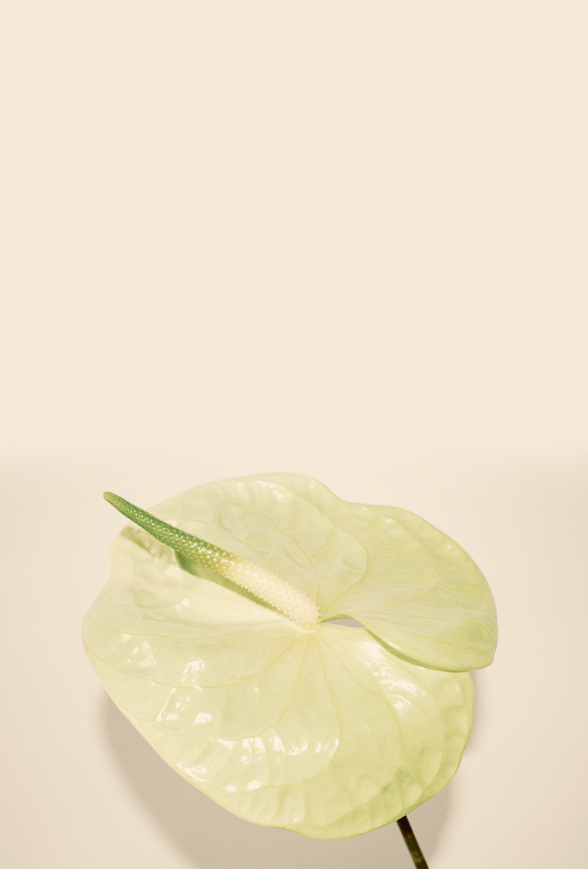 mobile background