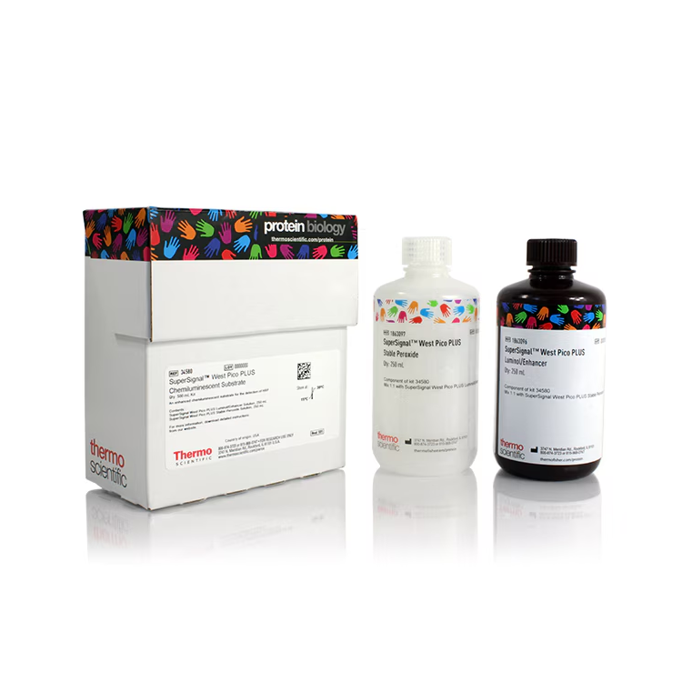 SuperSignal™ West Pico PLUS Chemiluminescent Substrate, 500ML : Saintone(주)