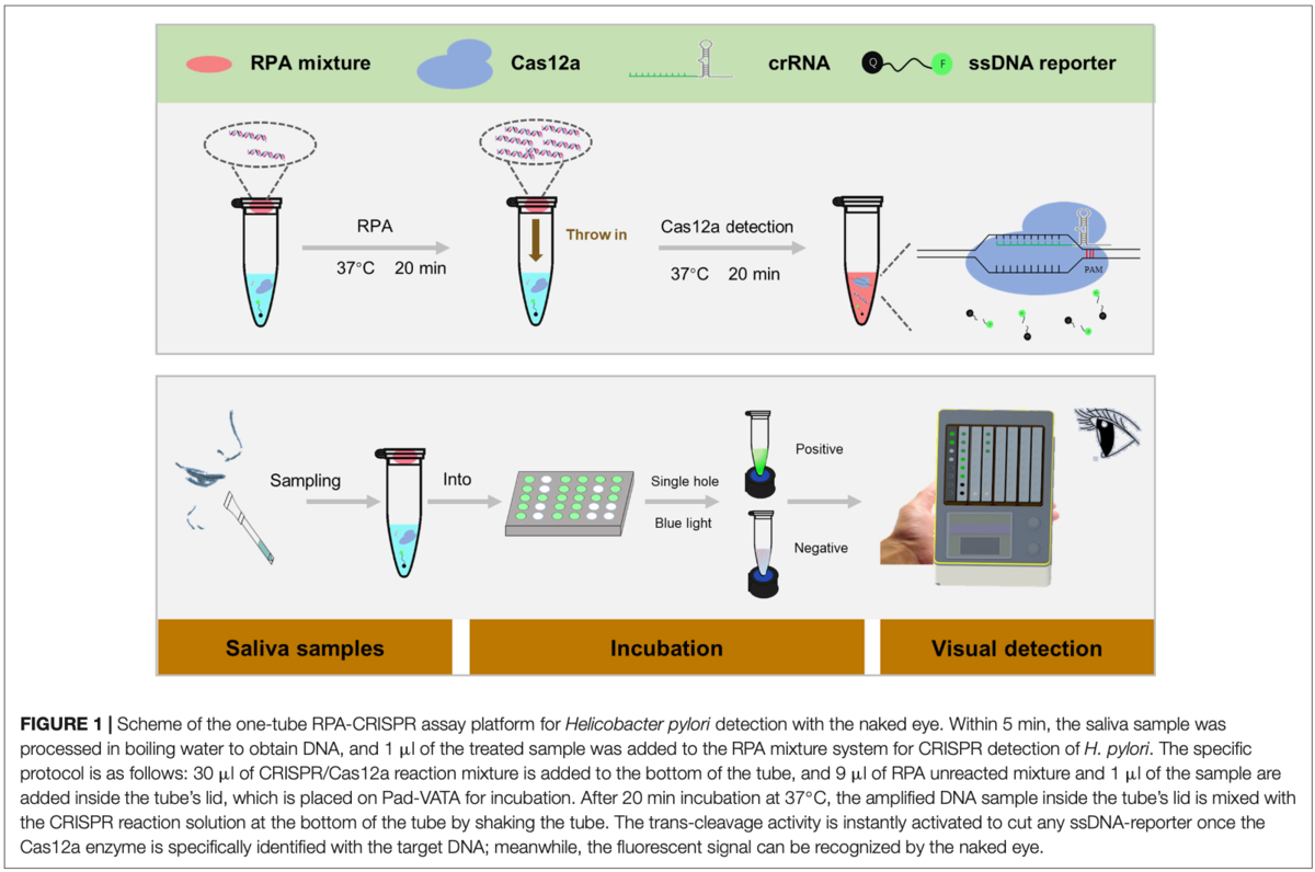 Rapid and Sensitive Assay of Helicobacter pylori With One-Tube RPA ...