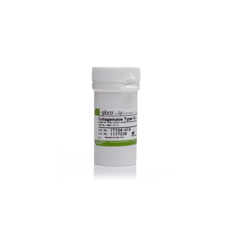 Collagenase, Type IV, powder, 1g : Saintone(주)