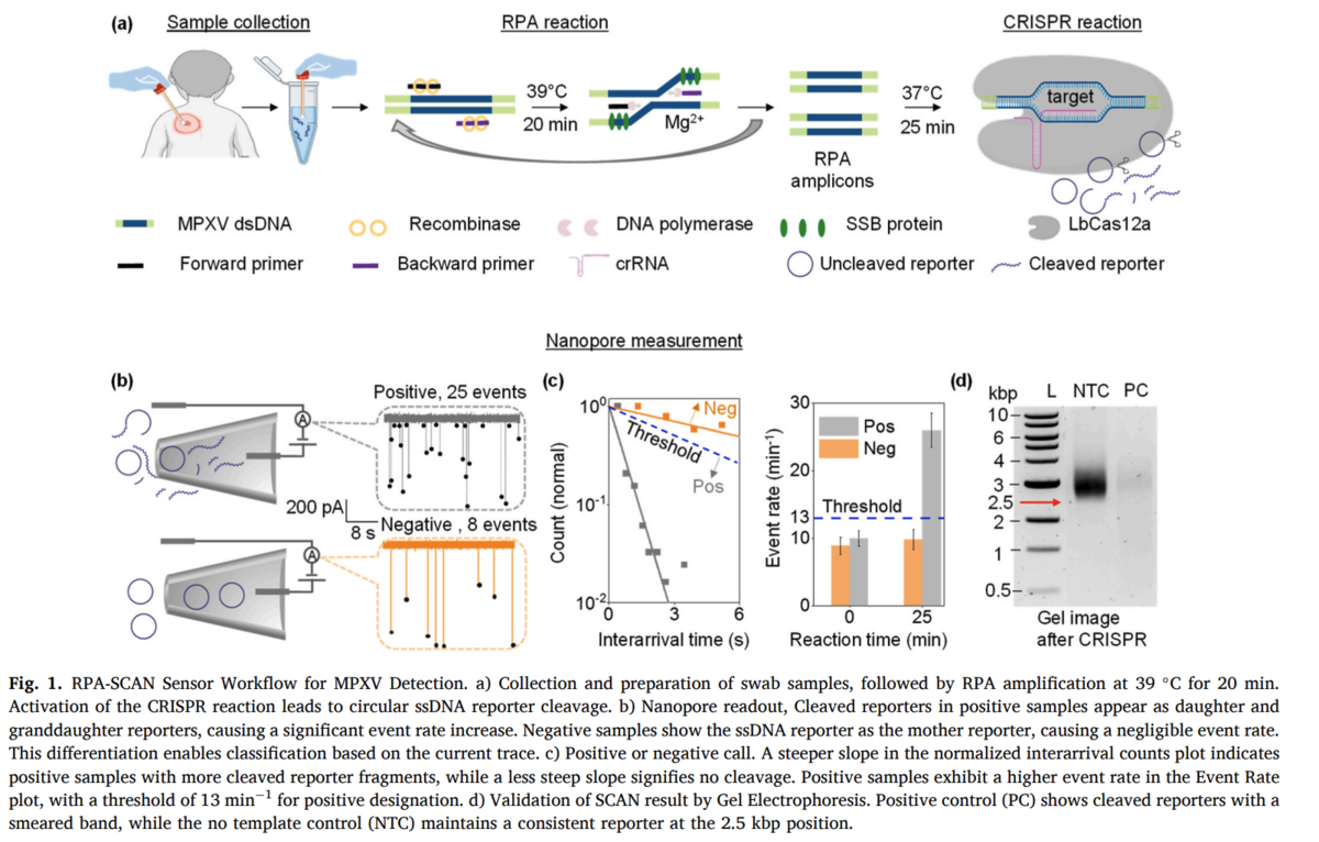 Sensitive and specific CRISPR-Cas12a assisted nanopore with RPA for ...