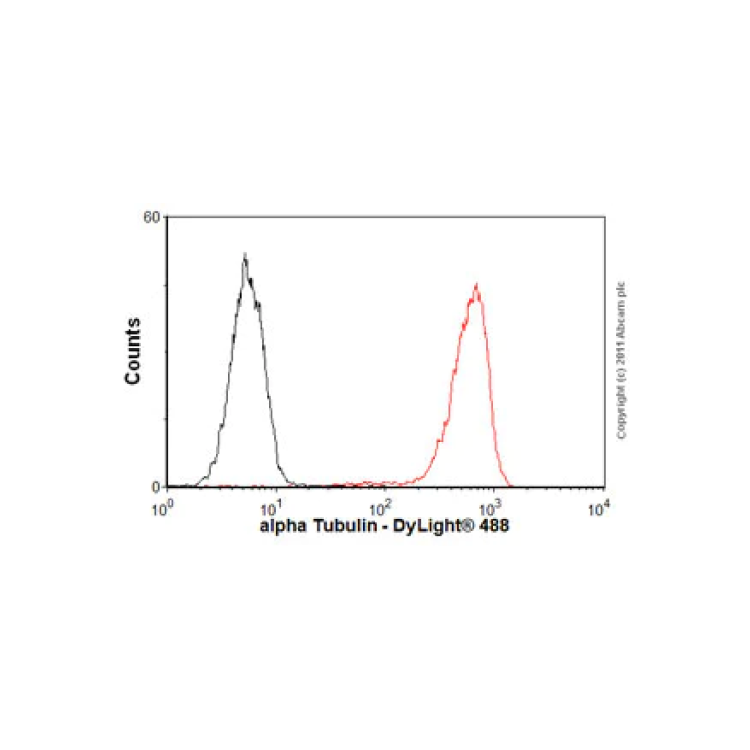 Anti-alpha tubulin (loading control), 100ug : Saintone(주)