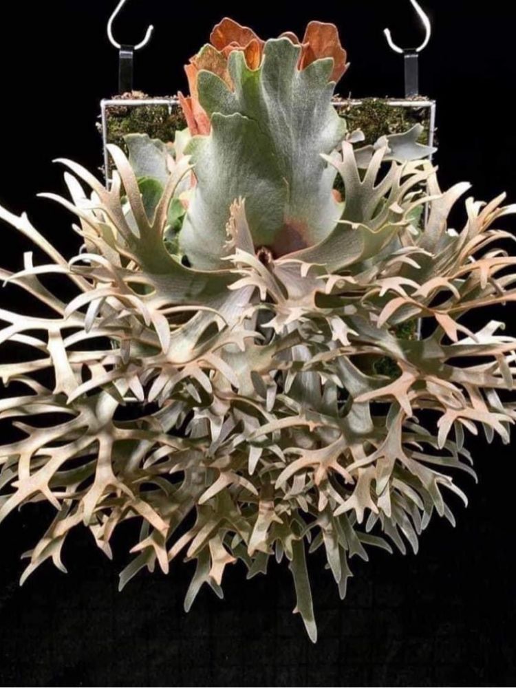 ◆◆◆ P.Willinckii ‘OMG’ spore（ml-2） P. Willinckii “OMG” Plant - Buy Now | Rare & Indoor – HCorchids