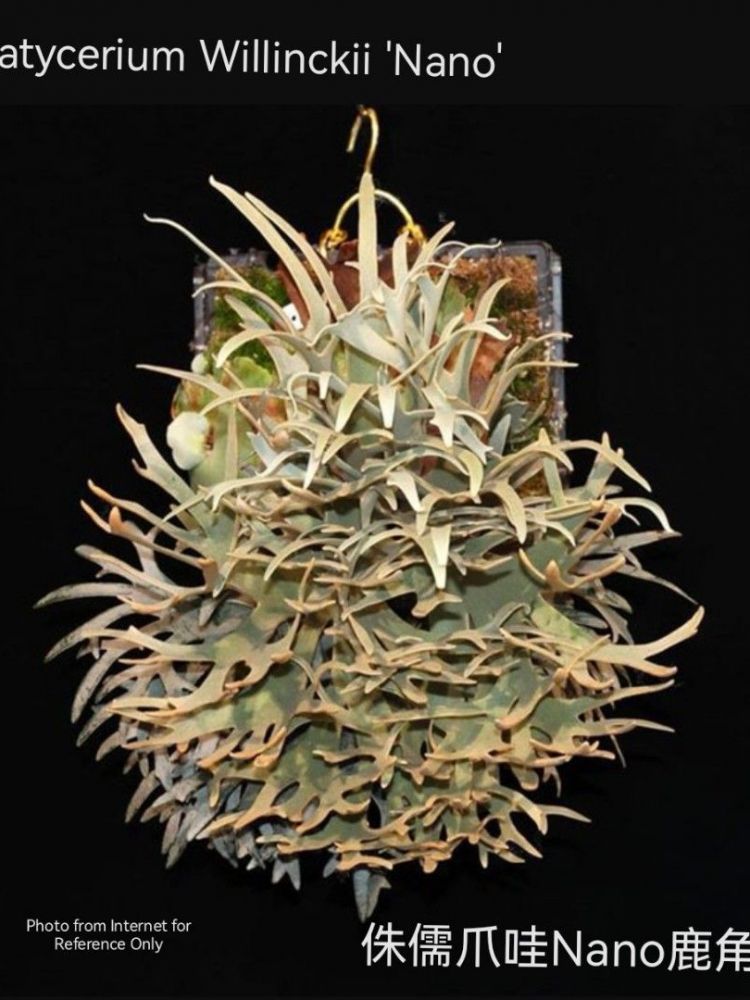 Platycerium willinckii super dwarf 'Nano' : 식물을 키우는 감각