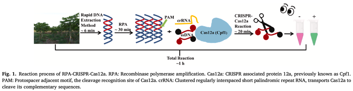 A rapid on-site visualization platform based on RPA coupled with CRISPR ...