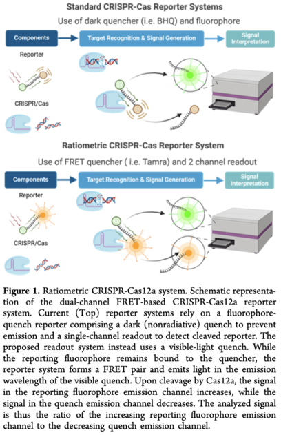 FRETting about CRISPR-Cas Assays: Dual-Channel Reporting Lowers ...