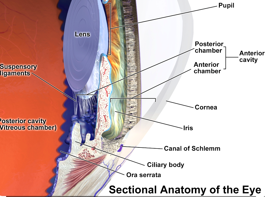 The iris (홍채란) The Last fiber/Water/Nerve/Blood that we can see : (사) IAA