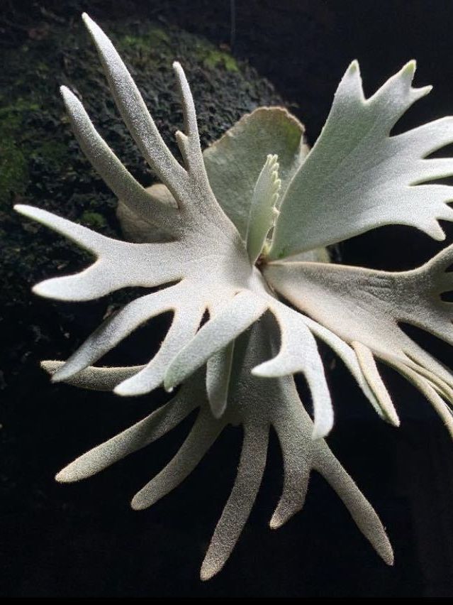 P. willinckii ’Jenny’ TC 1611 t*o様 P. willinckii 'Jenny' TC Platycerium willinckii 'Jenny