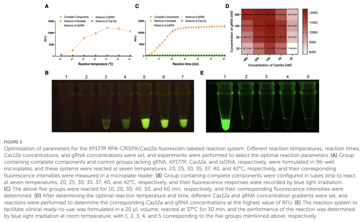 KP177R-based visual assay integrating RPA and CRISPR/ Cas12a for the ...