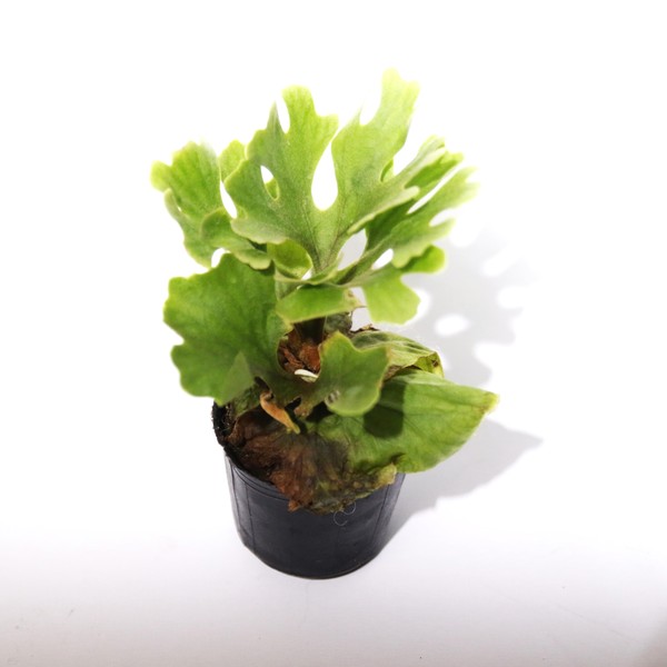 Ridleyi silver dwarf spore select（P.willinckii bacteria