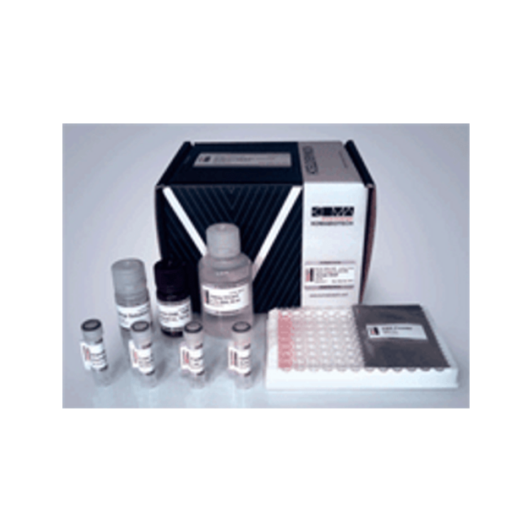 Human IL-23 ELISA Kit, 96well : Saintone(주)