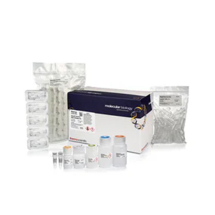 GeneJET Genomic DNA Purification Kit : Saintone(주)