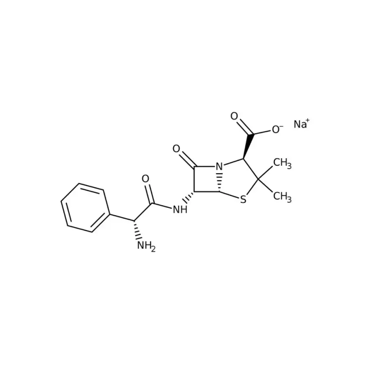 Ampicillin : Saintone(주)