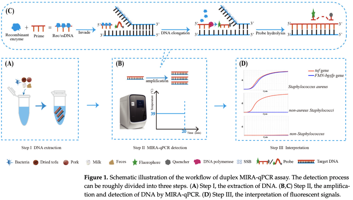 Development and Evaluation of Duplex MIRA-qPCR Assay for Simultaneous ...