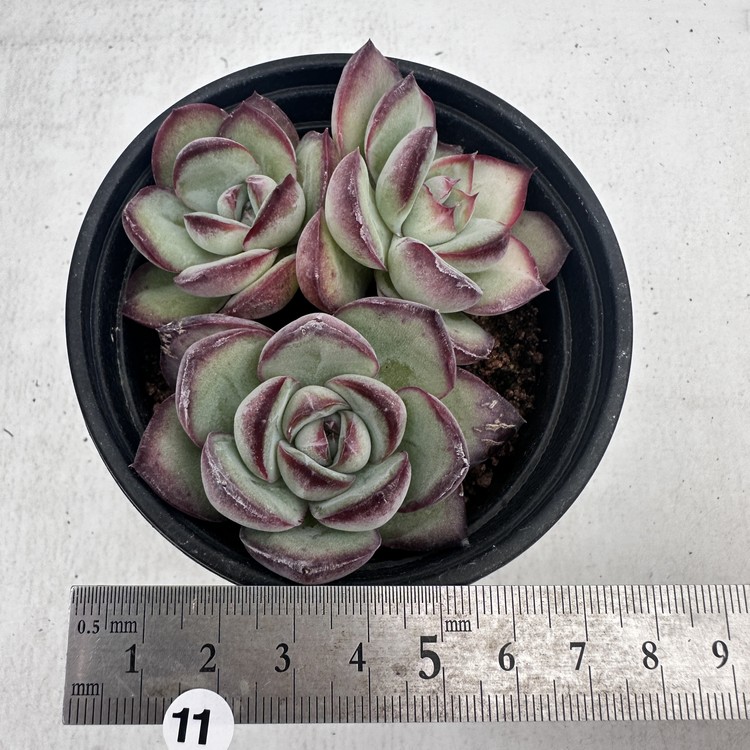 Rabbit.Echeveria出品 c0eb5ed5b845b.jpg