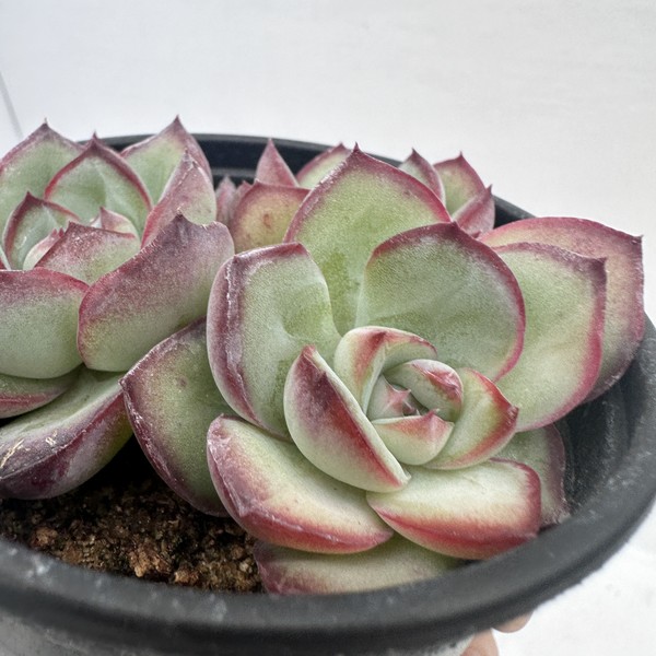 Echeveria Chubby Bunny Cluster-11 : DK Succulents Korea