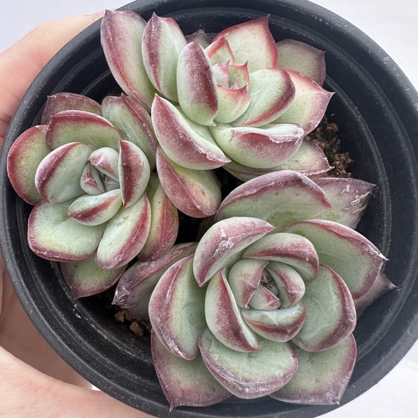 Echeveria Chubby Bunny Cluster-11 : DK Succulents Korea