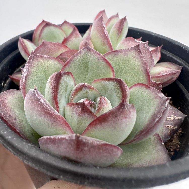 Echeveria Chubby Bunny Cluster-11 : DK Succulents Korea