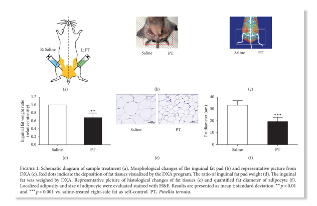 <small>형인재 라인 컨택터 쥐 연구결과</small>