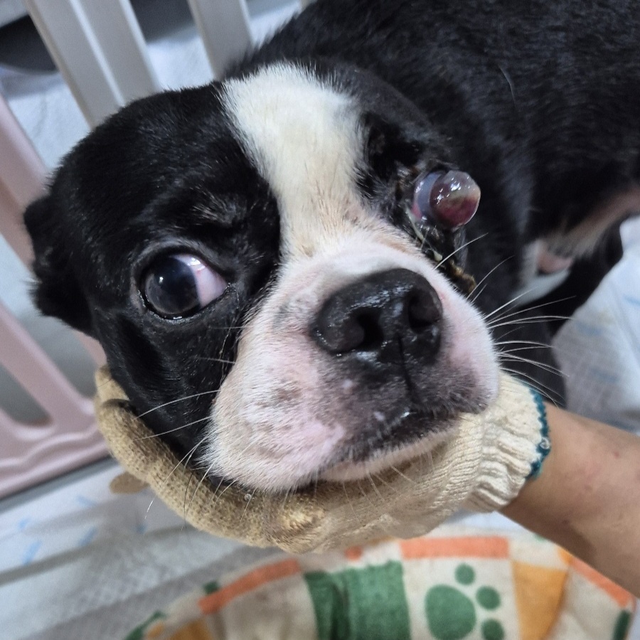 방치된 안구질환