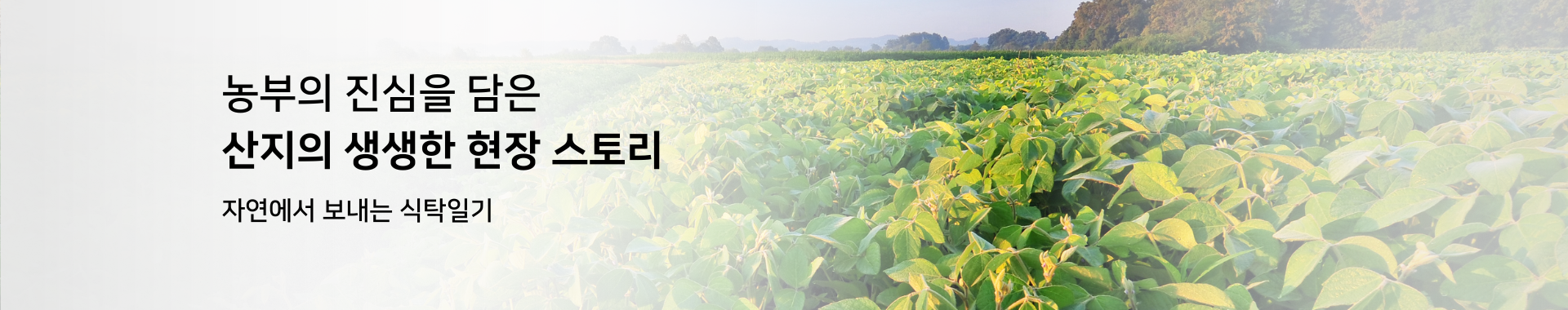 윈디 쇼핑몰 산지소식