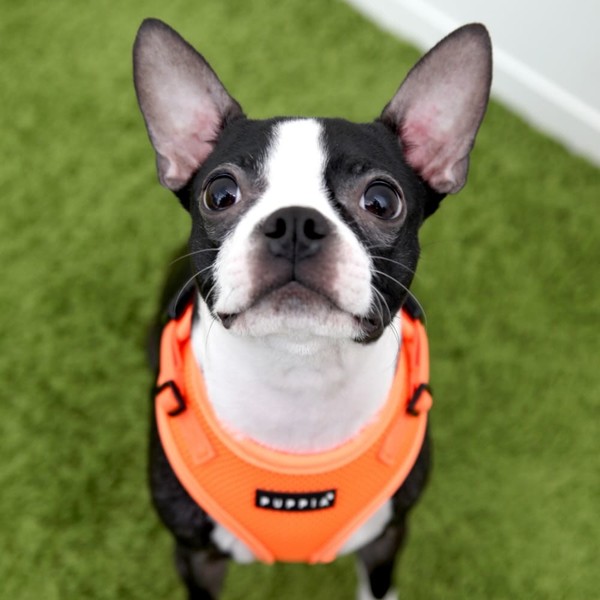 Vest Harness Puppia Neon Harness Puppia Neon Soft Dog Harness