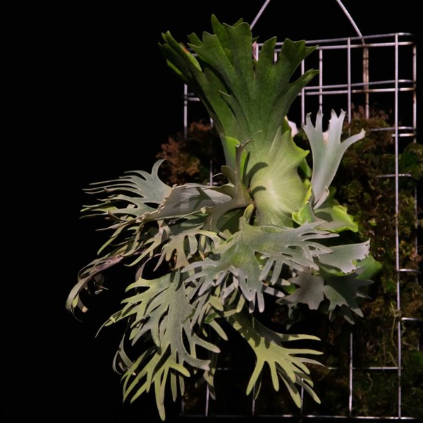 P.willinckii Golden boy (金童)ゴールデンボーイ A69 P.Willinckii Golden Boy sporeling Platyceriuim willinckii