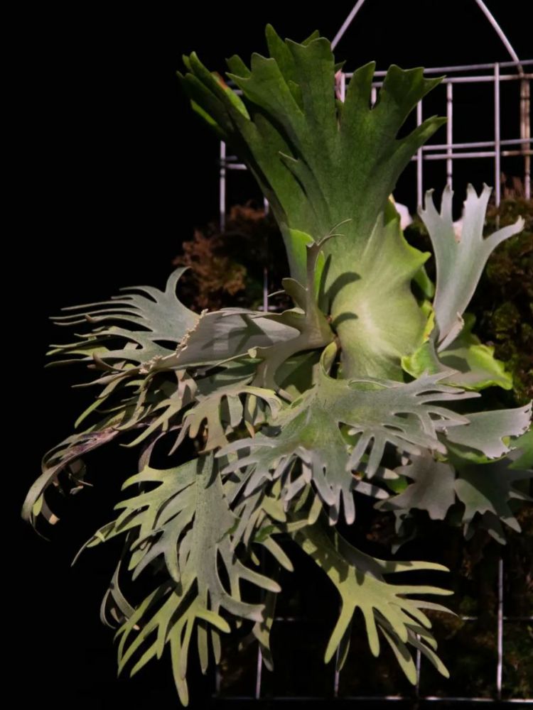 P. willinckii Aysun × Golden Boy① P. willinckii Aysun × Golden Boy① ▱ P. Willinckii''Golden boy