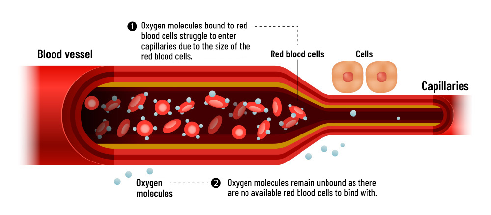 T cell