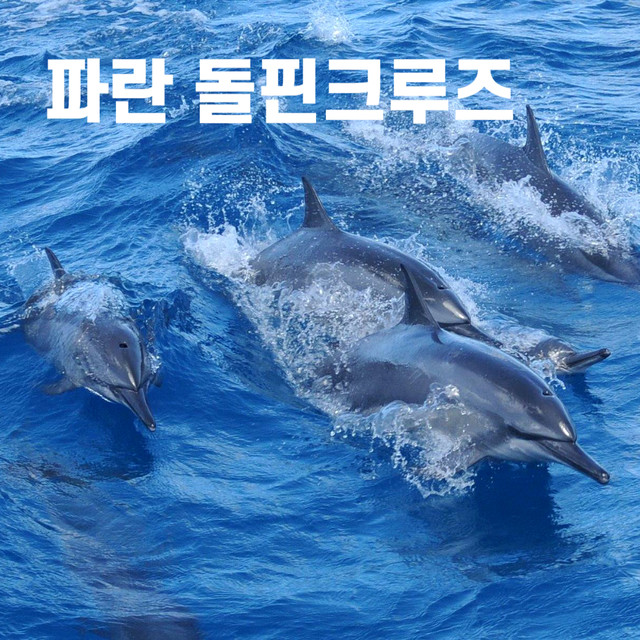괌 돌핀크루즈 괌 넘버원 투어