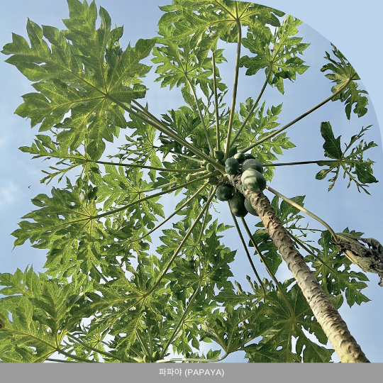 파파야<PAPAYA)