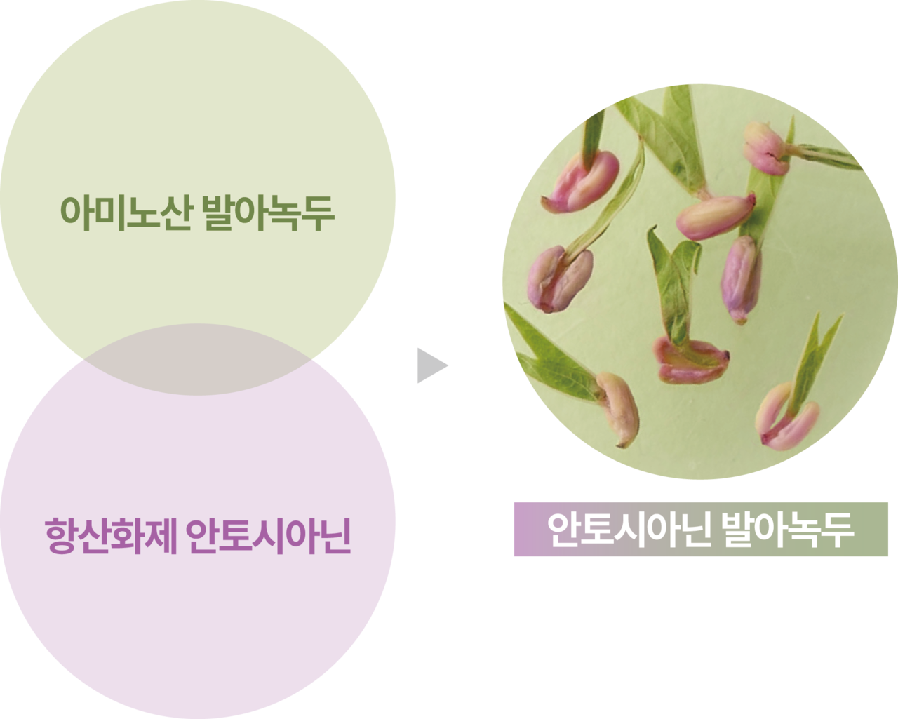 [안토시아닌 발아녹두 설명 이미지]