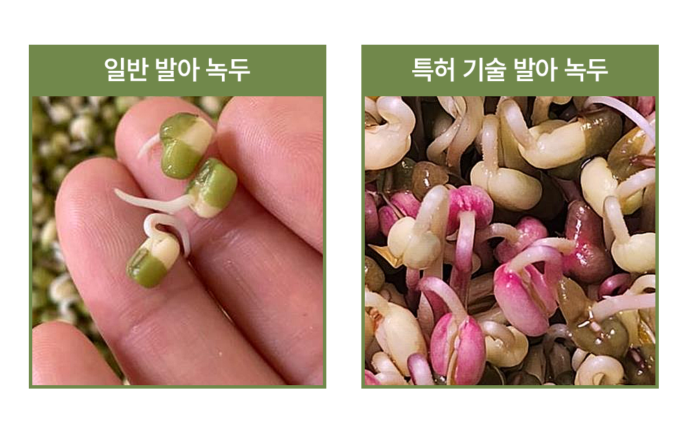 [일반 발아녹두와 특허 발아 녹두 비교 사진]