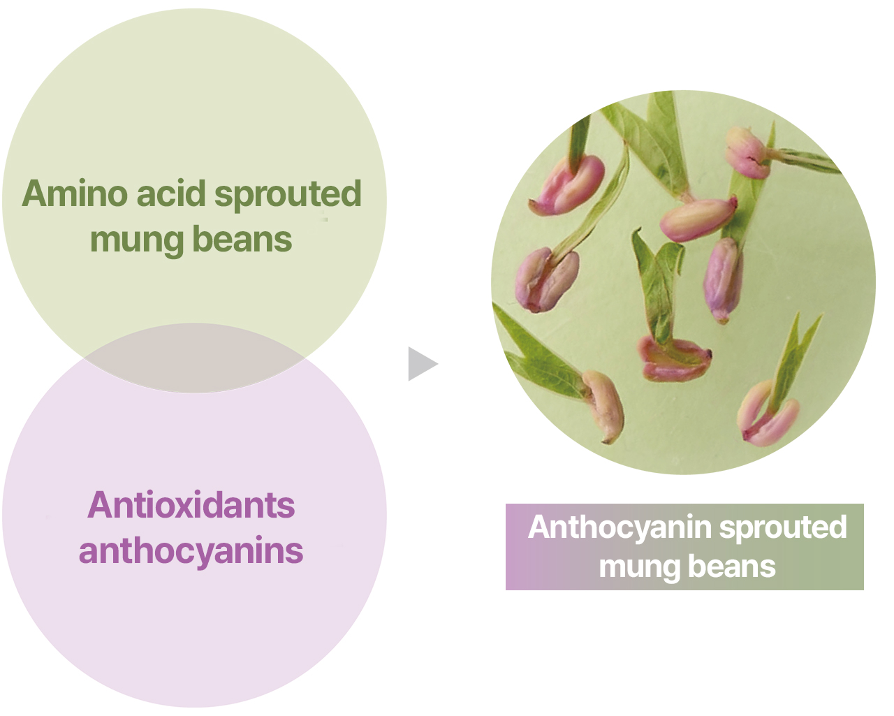 [Anthocyanin sprouted mung bean description image]