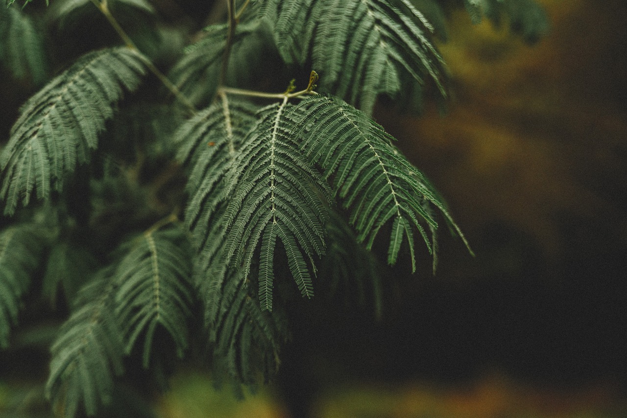 mobile background