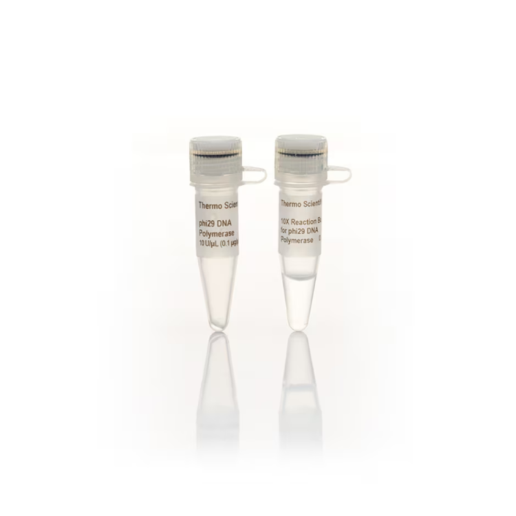 phi29 DNA Polymerase (10 U/μL) 250 units : Saintone(주)