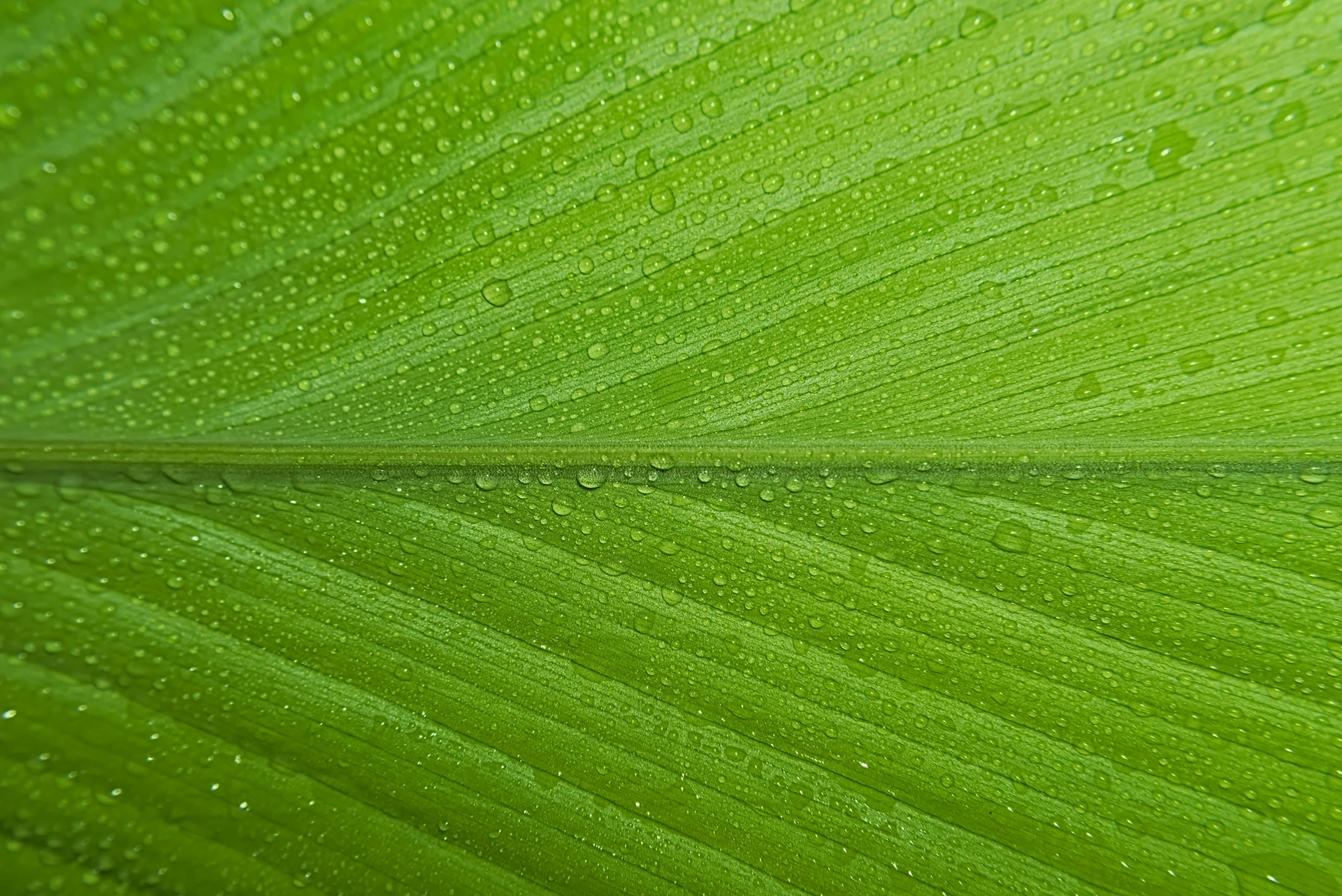 mobile background