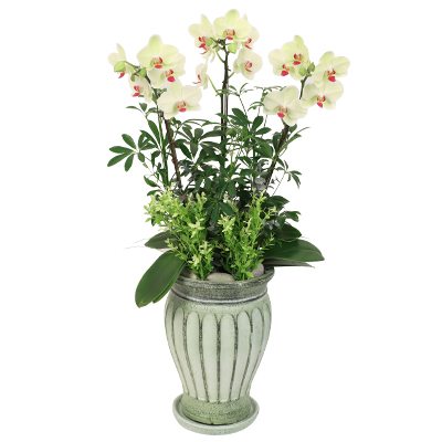 <p style="text-align:left; font-size:16px; margin-top:26px;">호접난<br><span style="color:#666;">₩ 100,000</span></p>