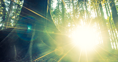 숲 햇살 이미지