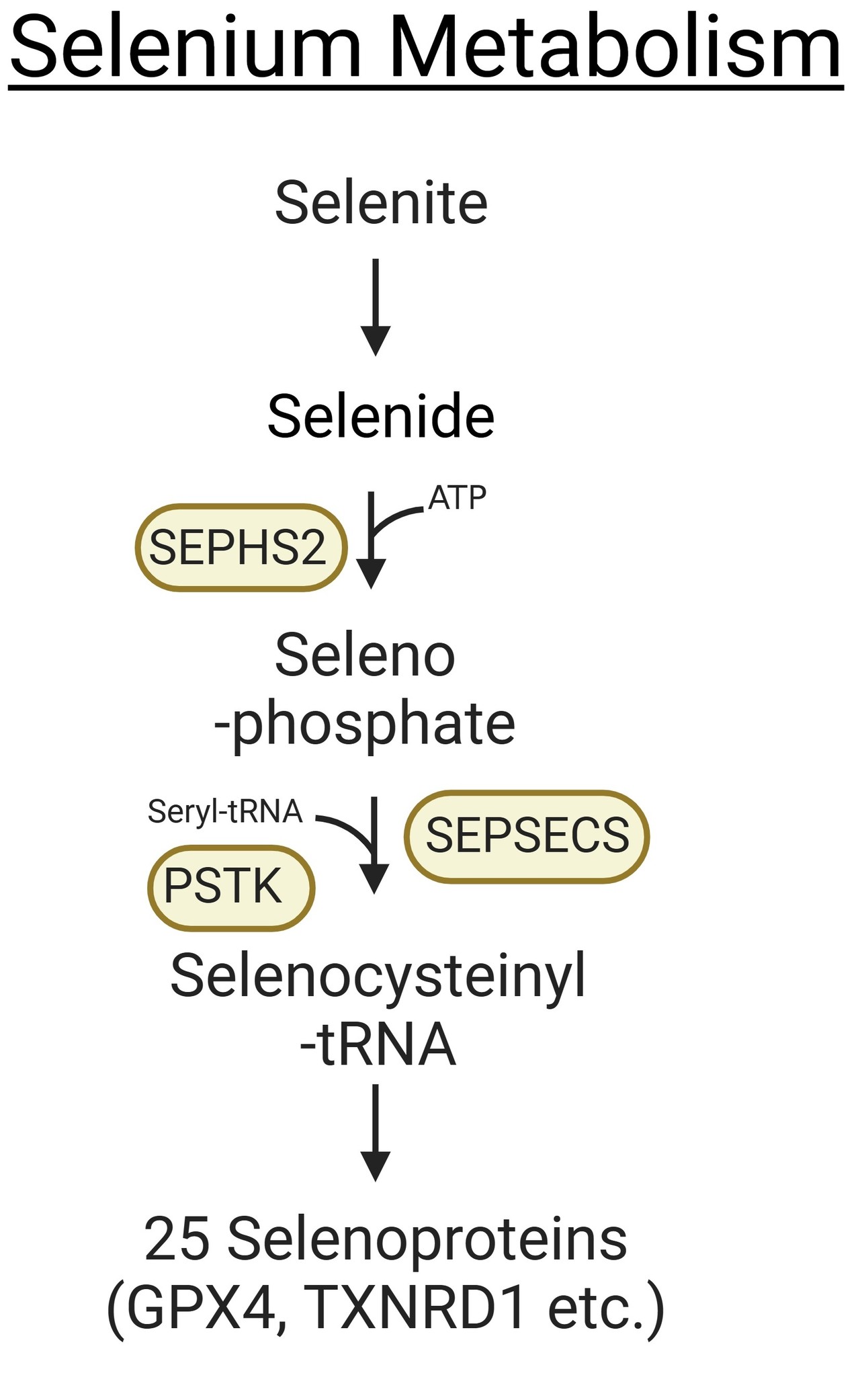 Lab of Cell Metabolism and Biochemistry