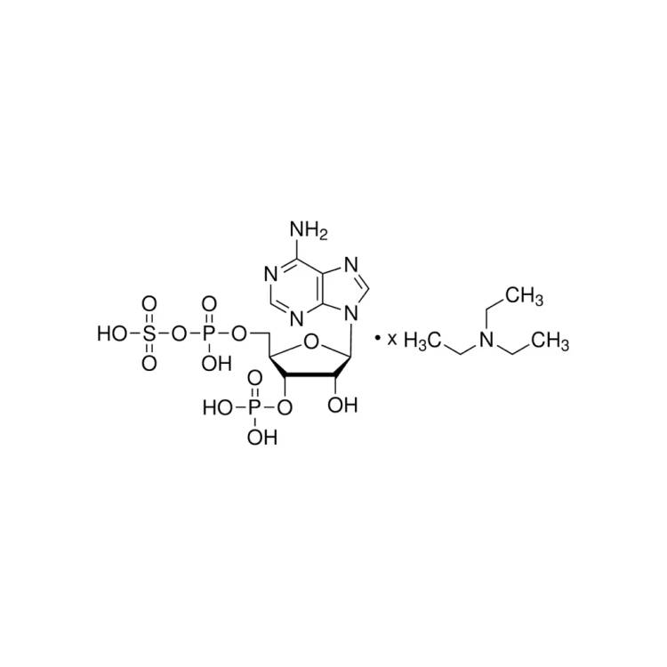 [94455-25MG]Adenosine 3′-phosphate 5′-phosphosulfate triethylammonium ...