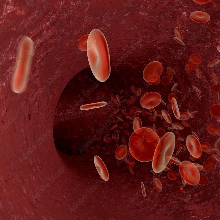 Blood Stem Cell