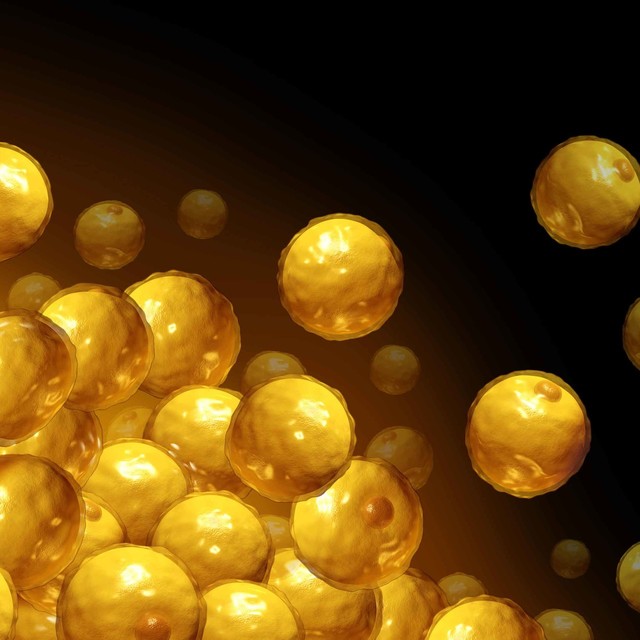 Fat Stem Cells