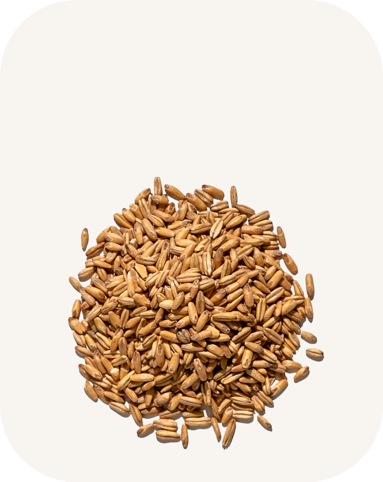 <p style="font-weight: 700; background-color: #252720; border-radius: 15px; padding: 5px 10px; width: fit-content; margin: 5px auto 0;">Oat<br>(Grains)</p>