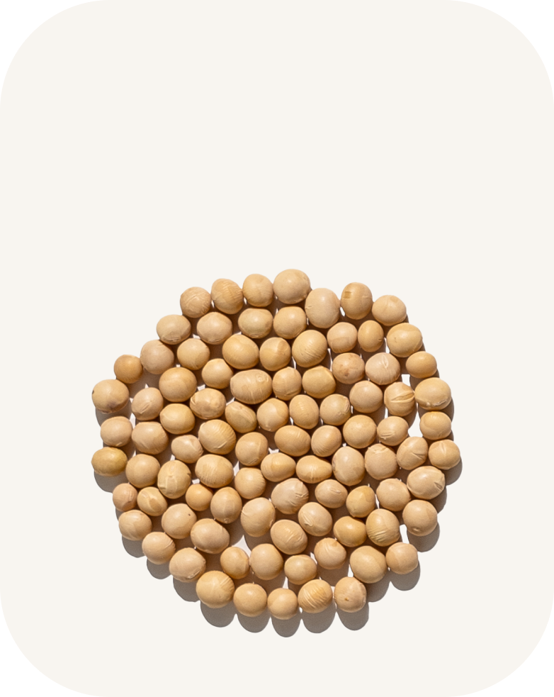 <p style="font-weight: 700; background-color: #252720; border-radius: 15px; padding: 5px 10px; width: fit-content; margin: 5px auto 0;">Soybean<br>(Legumes)</p>