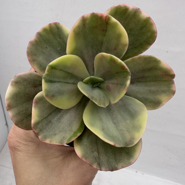 Echeveria Silk Road Variegated-23 : DK Succulents Korea- Rare